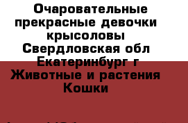 Очаровательные прекрасные девочки - крысоловы - Свердловская обл., Екатеринбург г. Животные и растения » Кошки   